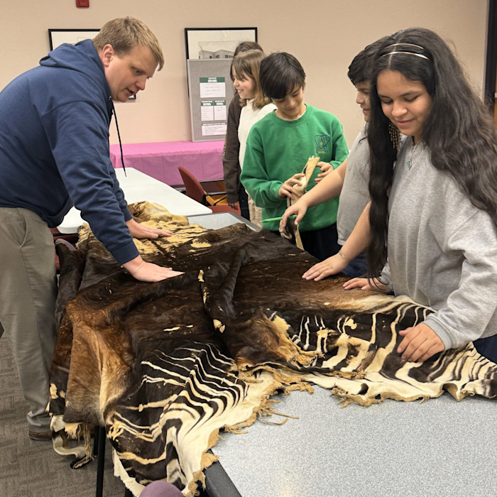 Students reach out and pet a zebra pelt that is stretched on a table. 