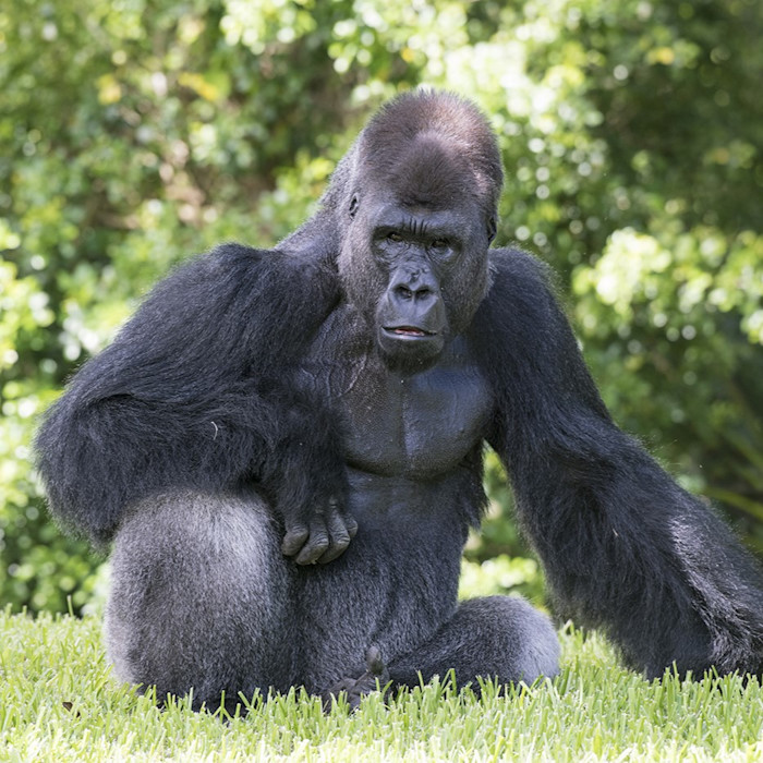 A large male Western lowload gorllla sits upright in a grassy area.
