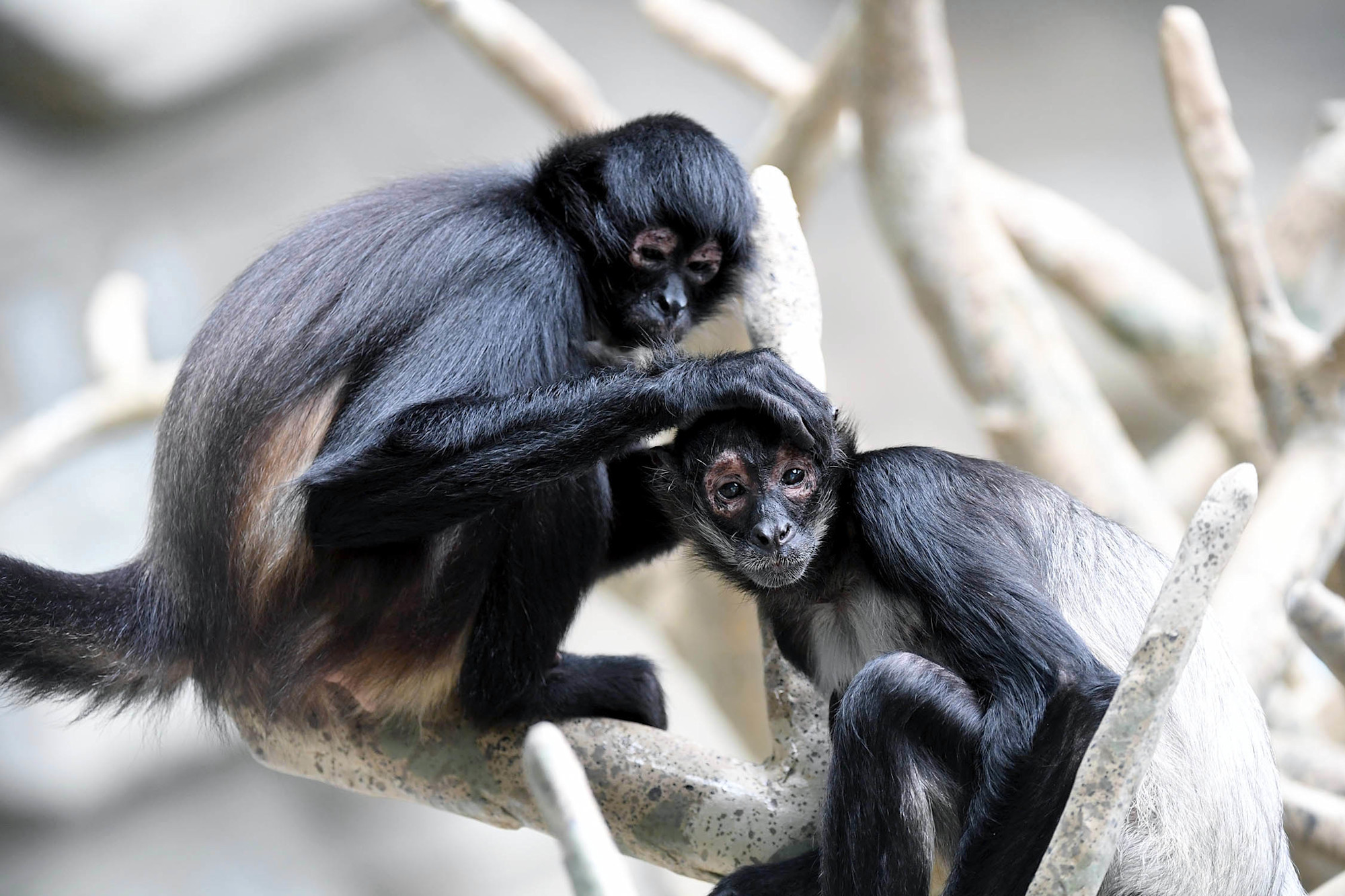 A pair of spider monkeys groom one another at Brookfield Zoo Chicago.