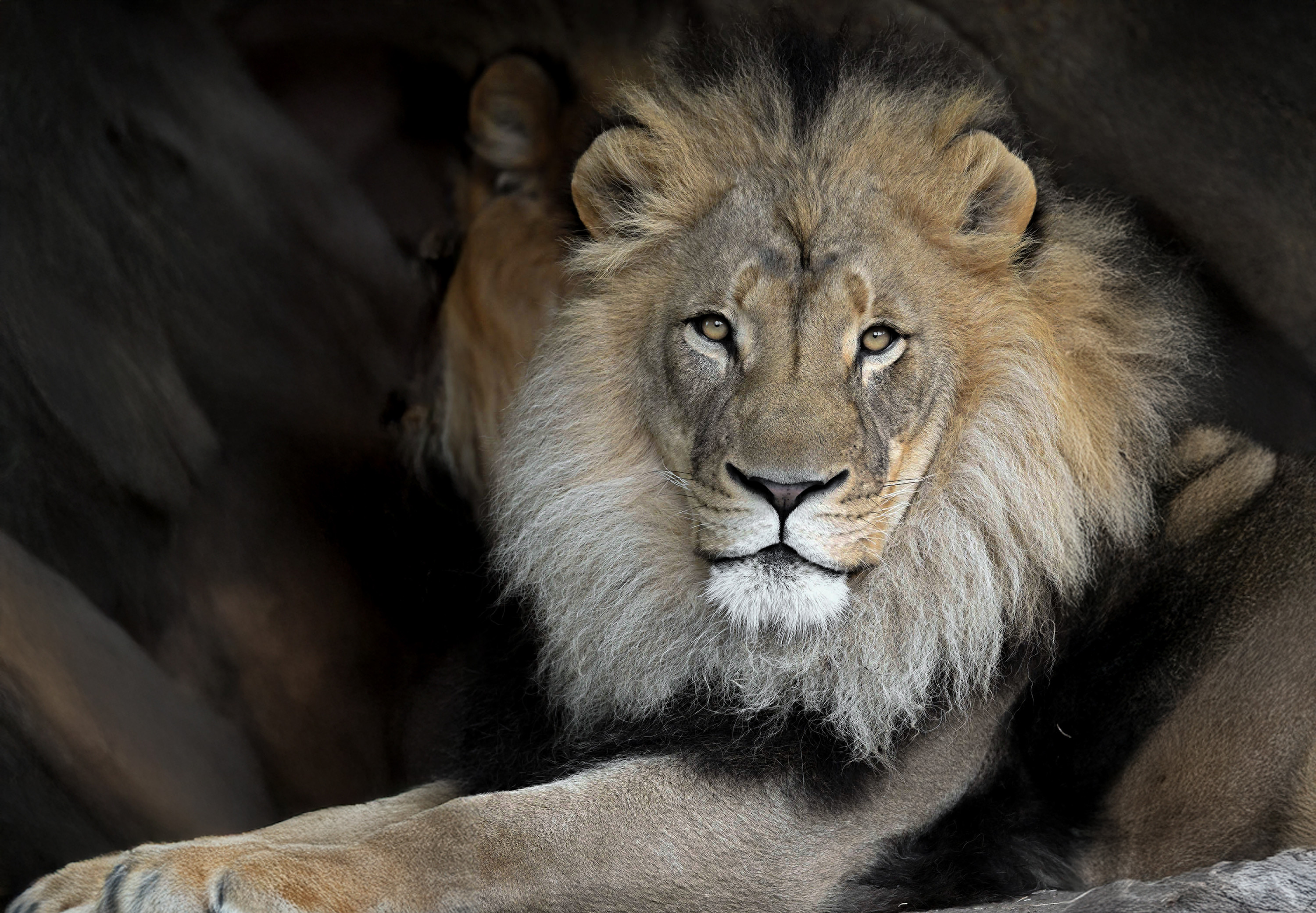 An image of a lion staring into the camera