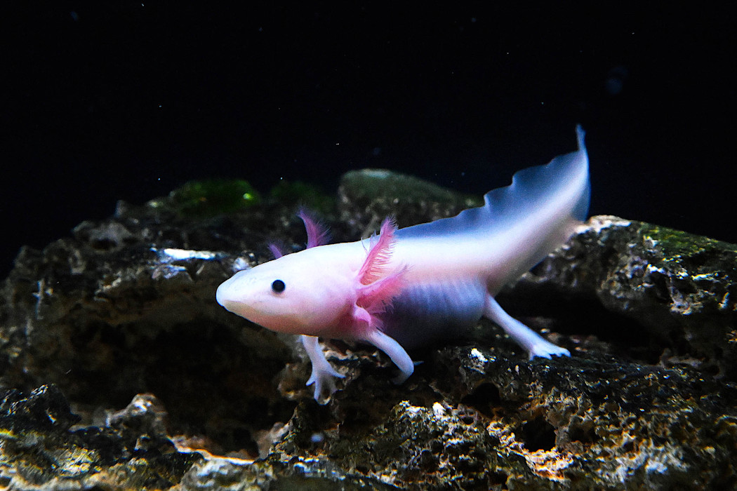 A pale pink axolotl with feathery external gills swims in clear water.