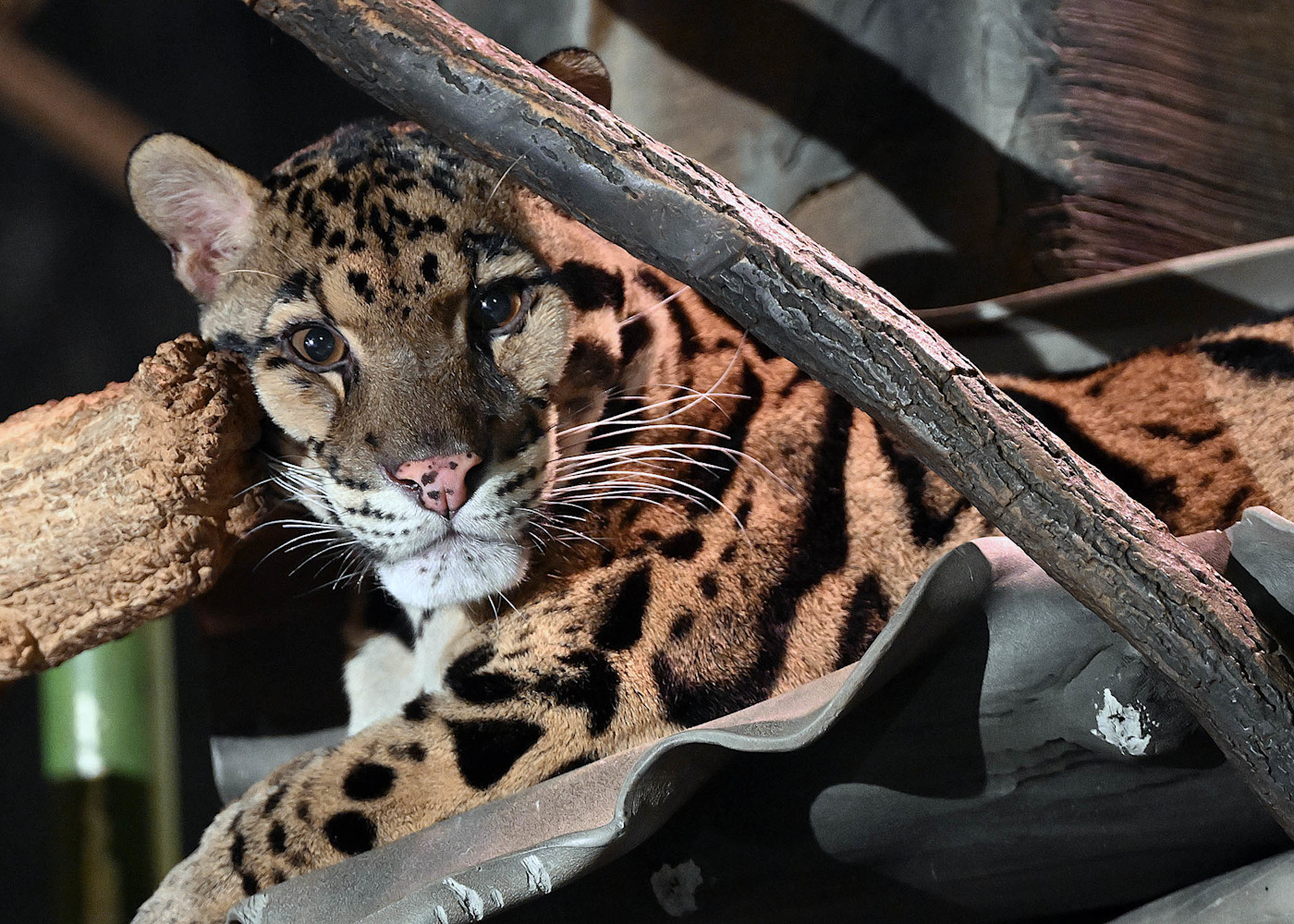 A clouded leopard resting on a tree branch, displaying its distinctive cloud-shaped spots, long tail, and piercing amber eyes.