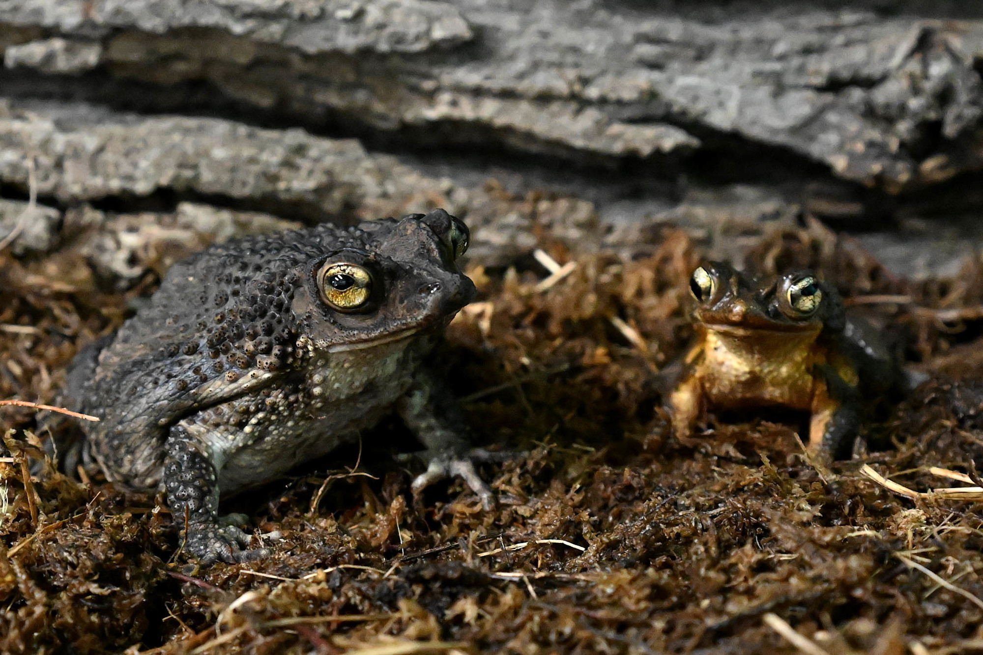 Two Puerto Rican crested toads sitting in soil, their brown, bumpy skin blending in with the ground.