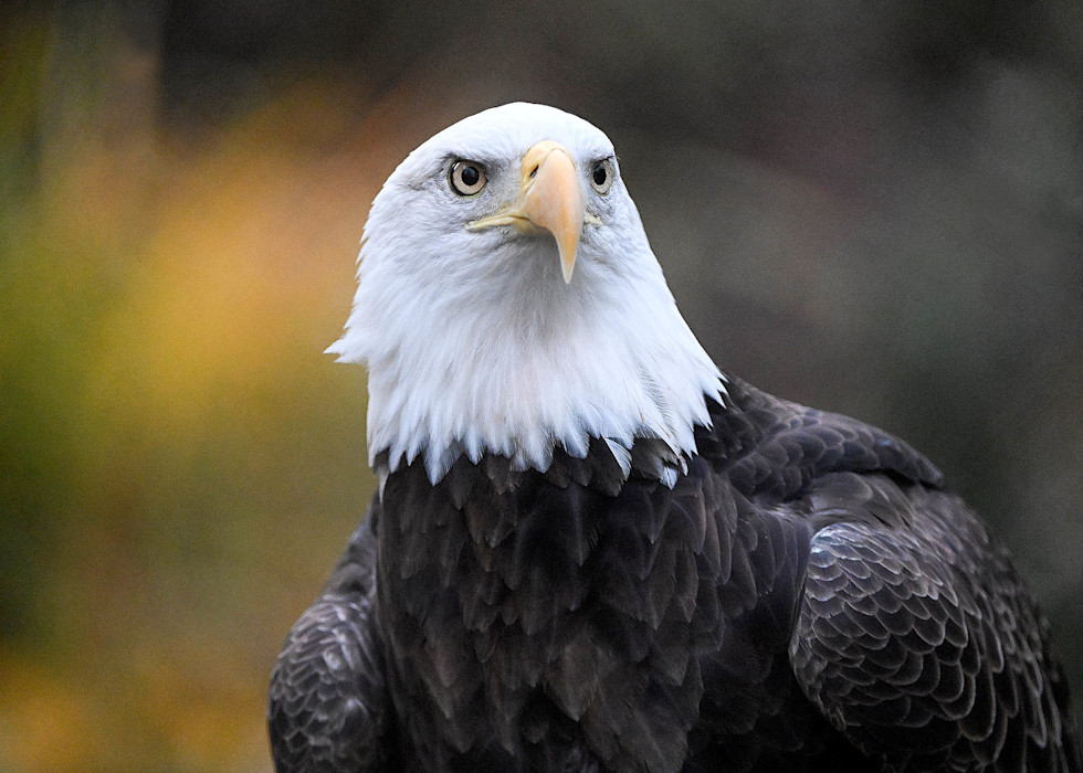 A bald eagle stares forward, its white head in stark contrast from its black feathers. 