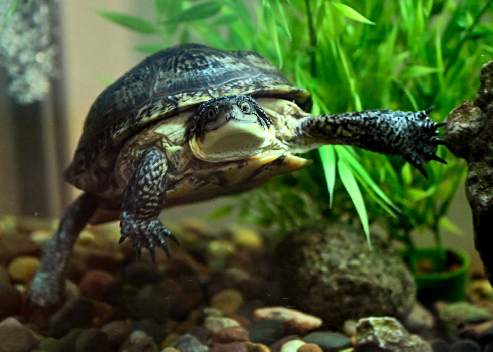 A Blanding's turtle swims through leafy freshwater habitat.