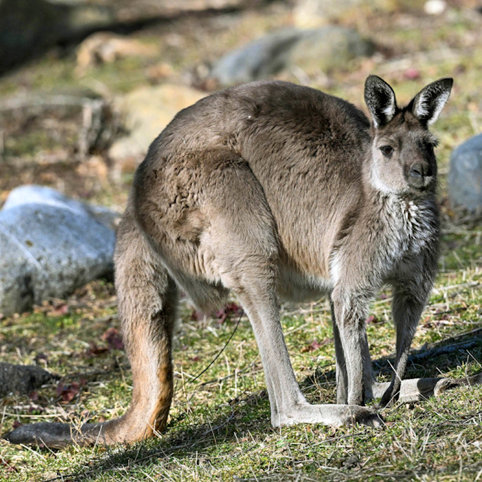 A western grey kangaroo leans forward using its long tail for balance. 