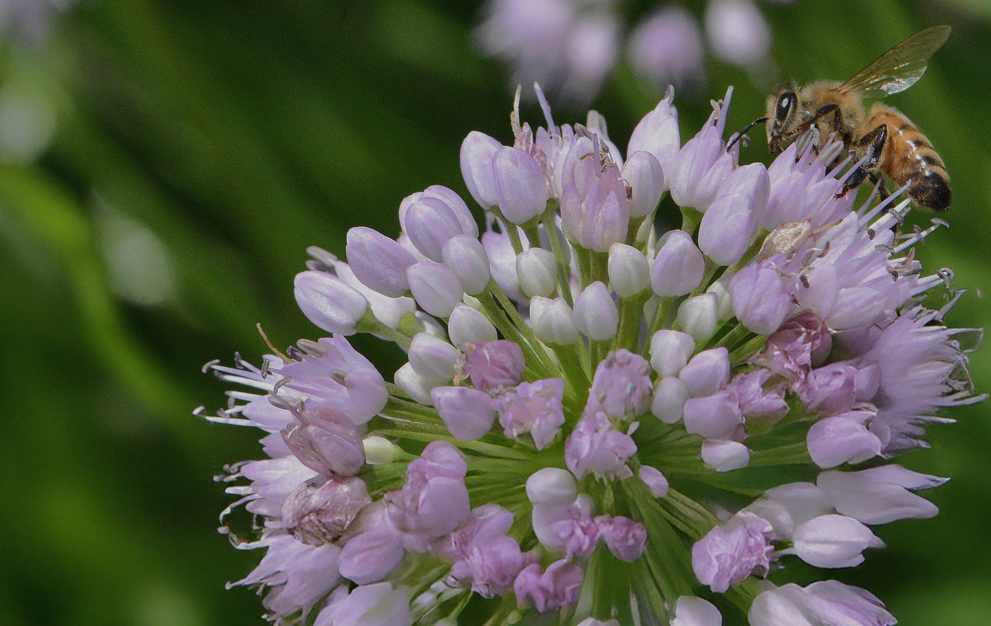 A honey bee rests on a purple flower