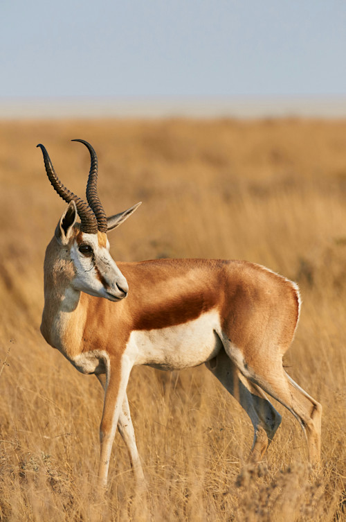 Gazelle