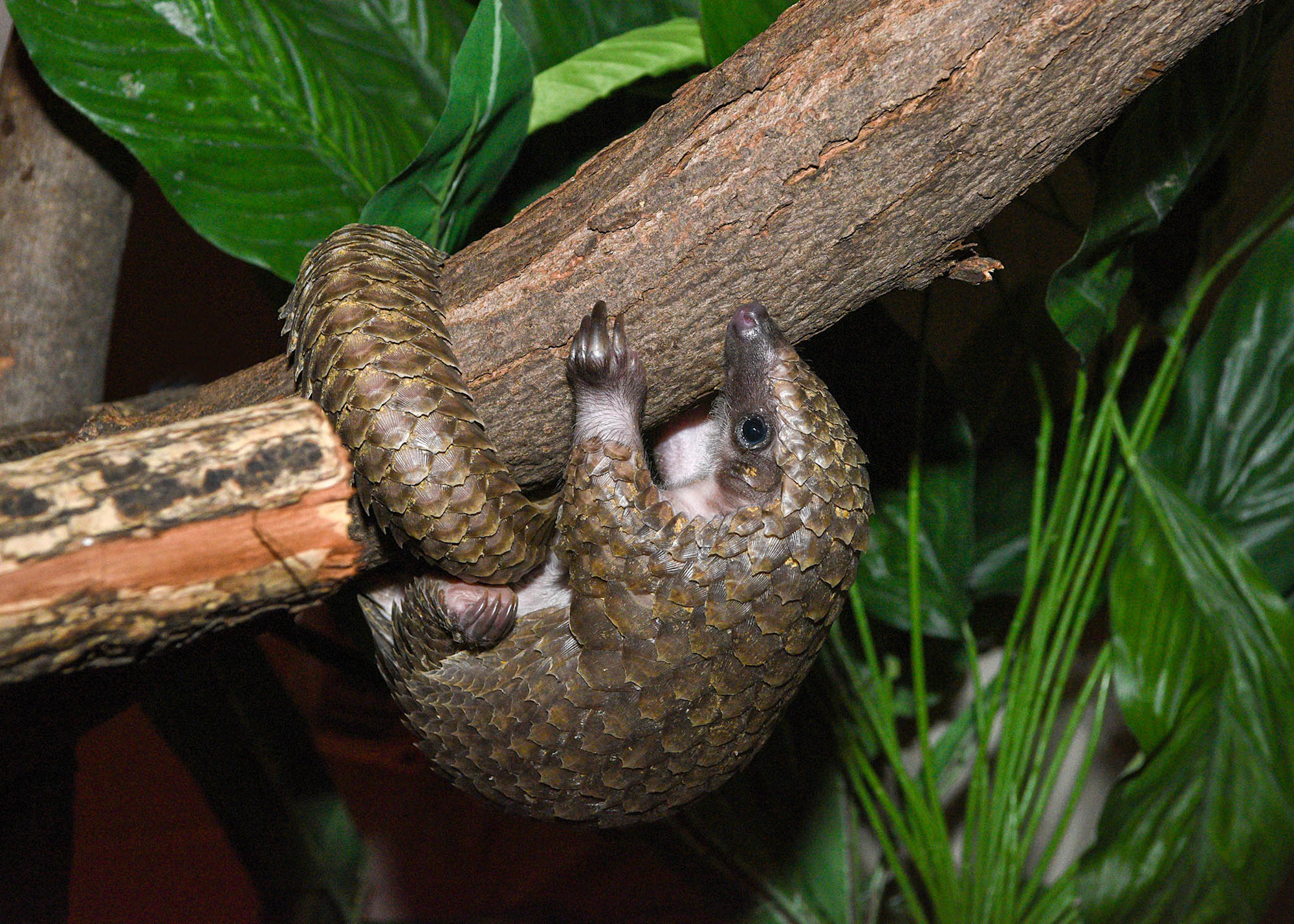 A white-bellied pangolin curls around a tree branch, displaying its overlapping brown scales and long claws. 
