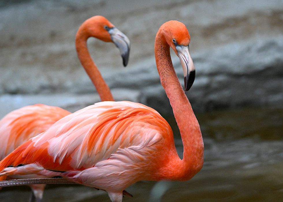 Two American flamingos stand side-by-side, each displaying their pink feathers.