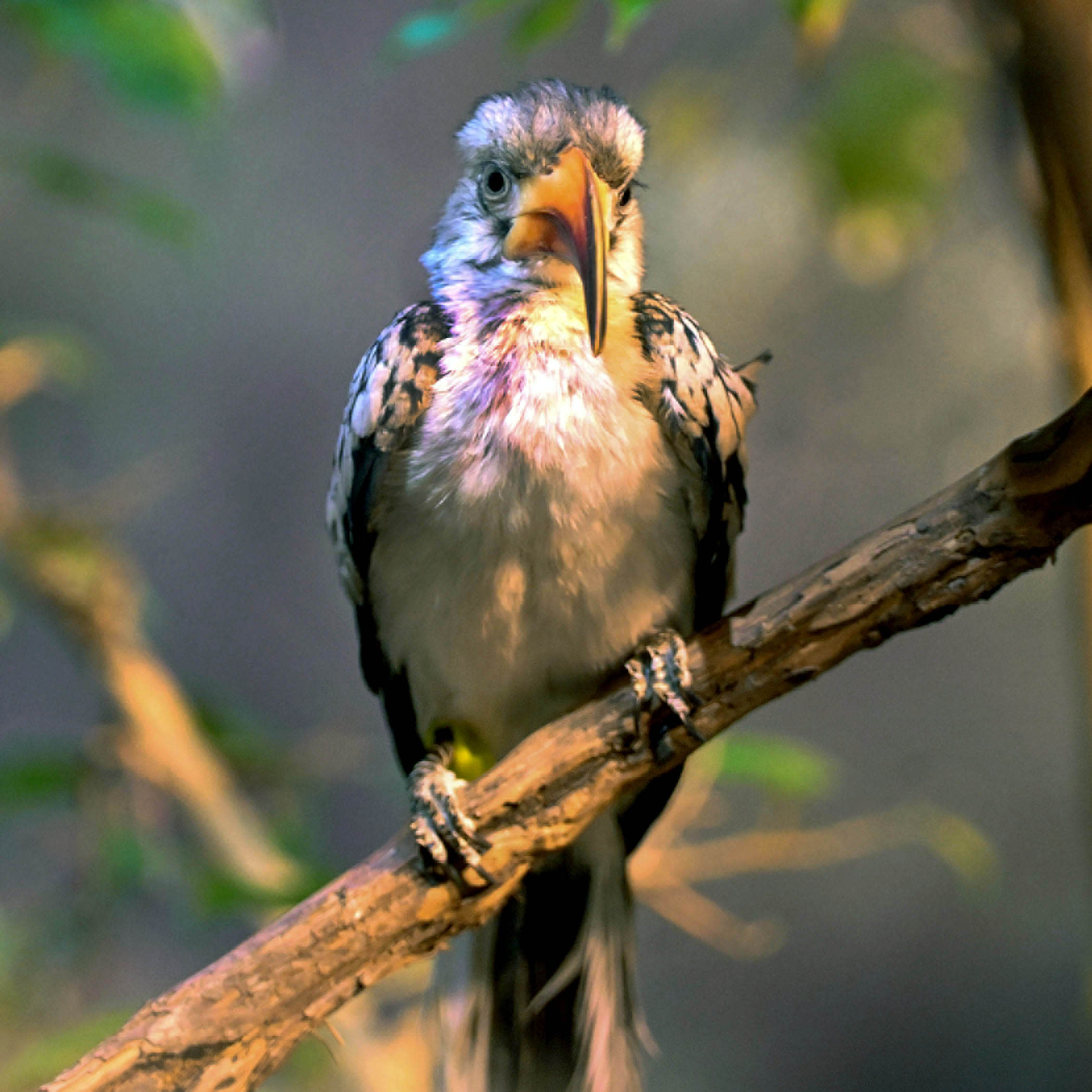 A red-billed hornbill perched on a branch, showing its long, curved red bill, pale gray head, white underparts, and black-and-white spotted wings.