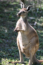 A western grey kangaroo stands with its arms out in front of it, its large ears perked up. 
