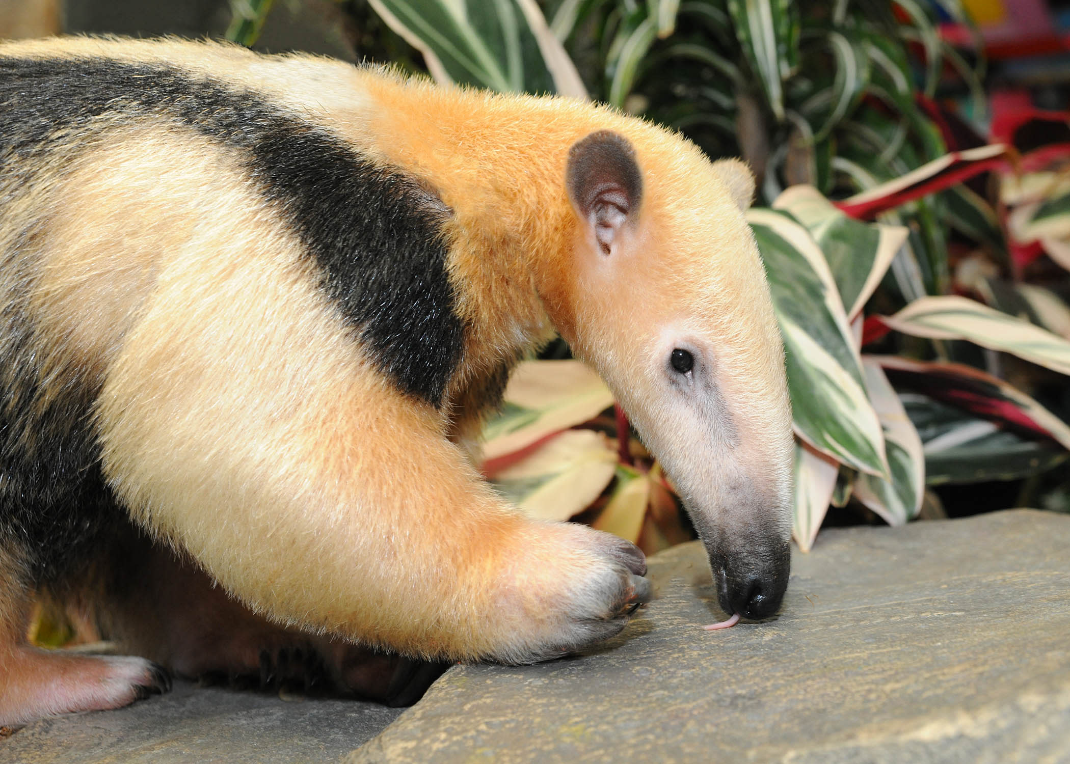 A southern tamandua with cream and black fur uses its long snout to inspect the rocky ground.