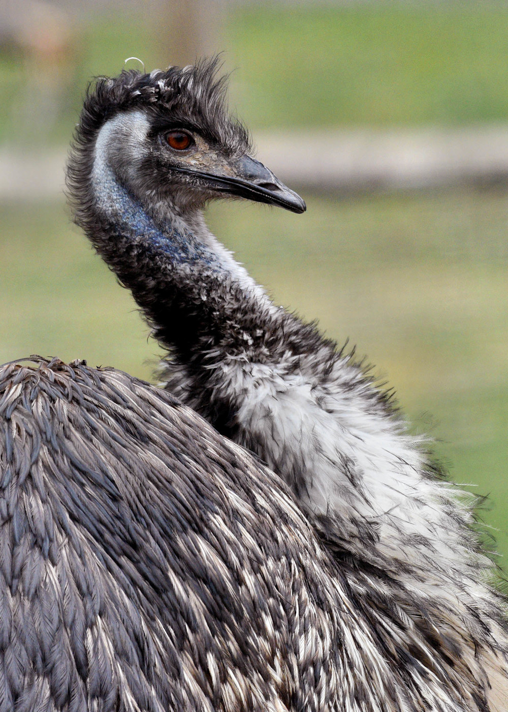An emu with shaggy brown and gray feathers stands in a grassy habitat.