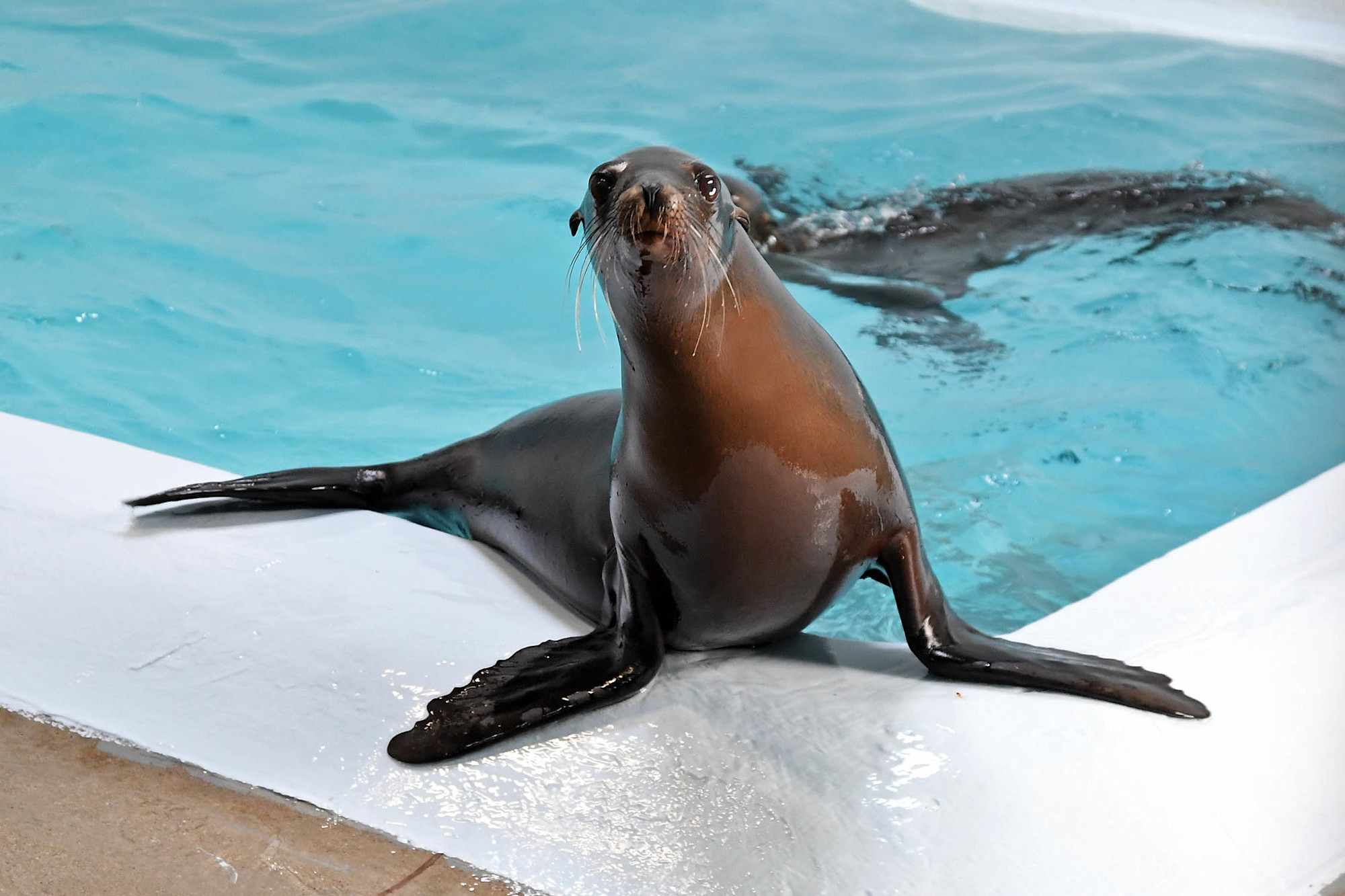 A California sea lion swims out from the water, its head up, showing its long whiskers.