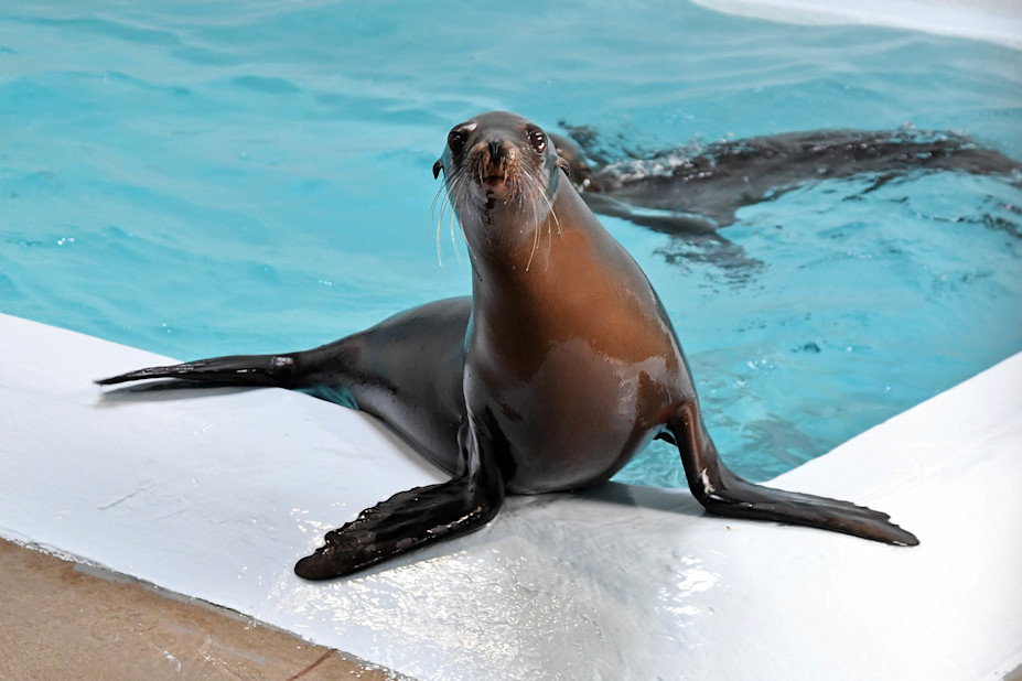 A California sea lion swims out from the water, its head up, showing its long whiskers. 