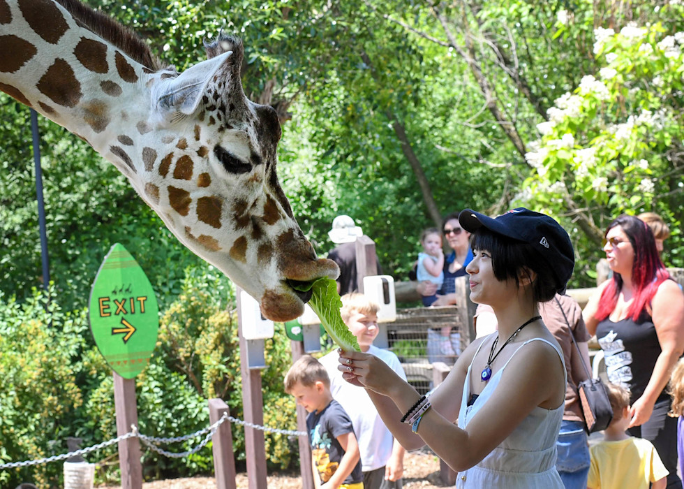 An adult guest holds out a piece of lettuce to a giraffe to eat. 