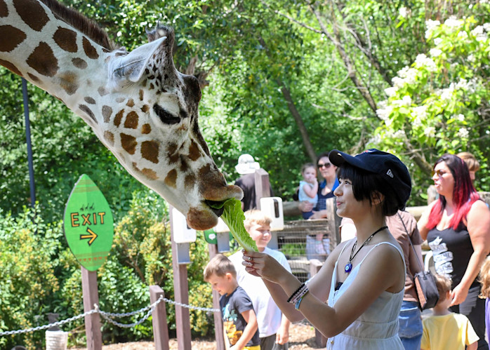 An adult guest holds out a piece of lettuce to a giraffe to eat. 