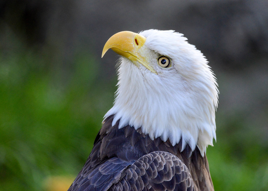 A bald eagle stares to the side, its white head in stark contrast from its black feathers. 
