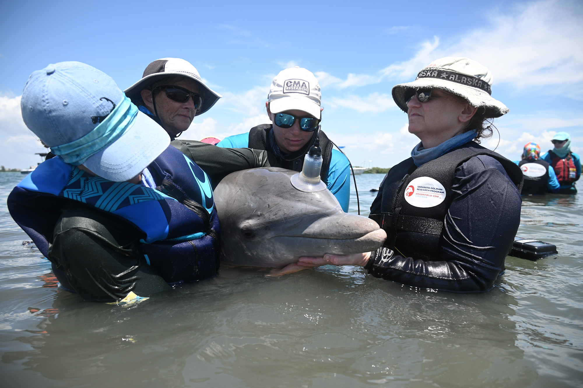 A group of researchers hold a medical device to a bottlenose dolphin, in a medical assessment. 