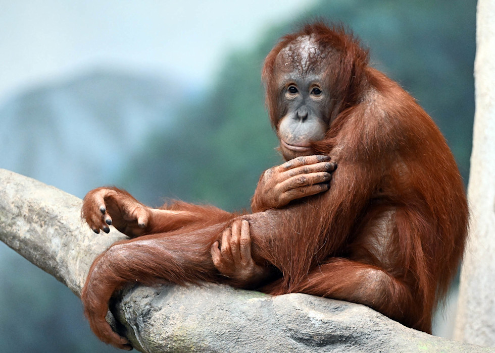 An orange Bornean orangutan sits on a branch, showing its broad, gray face. 