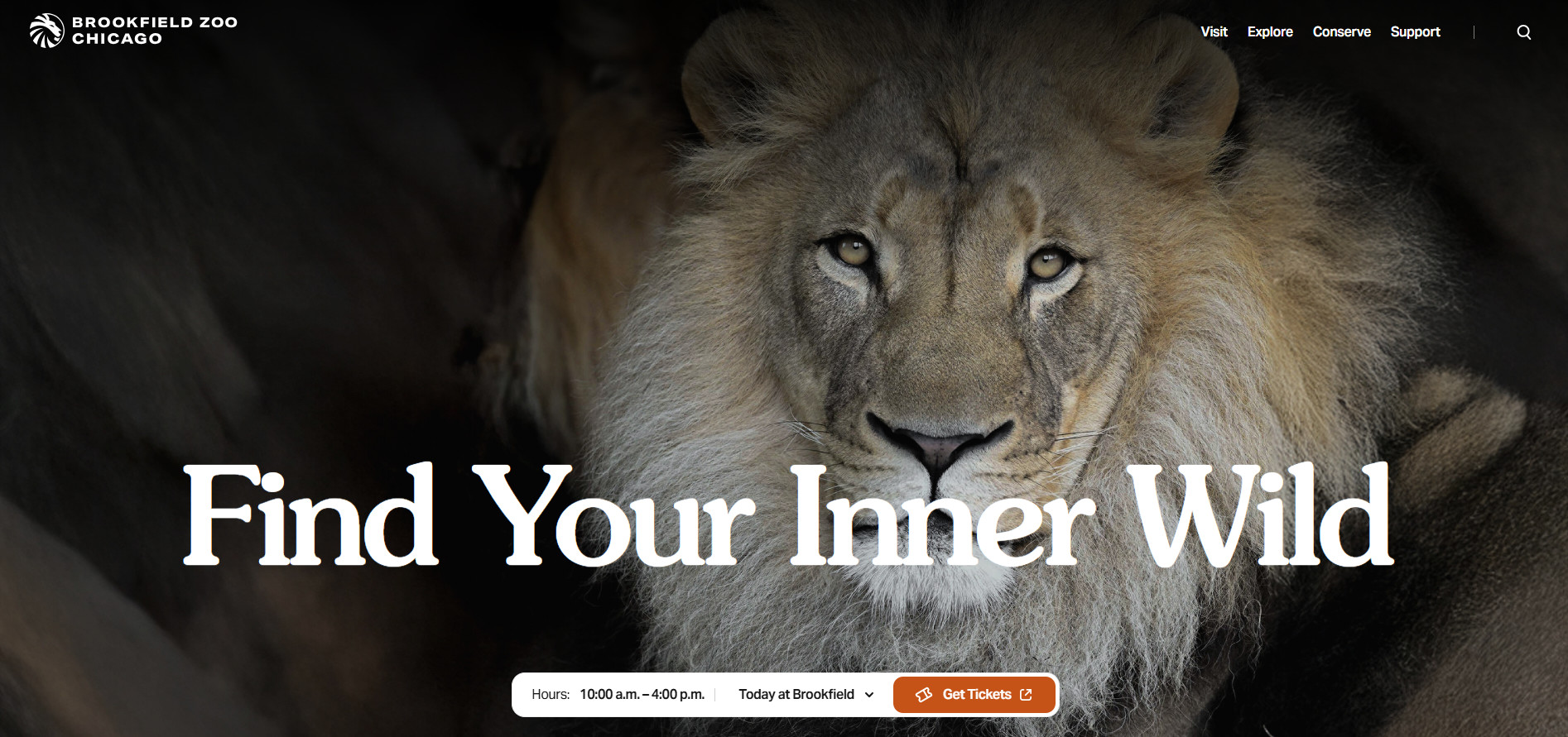 An image of the homepage of the website. It has a lion and says, "Find your inner wild"
