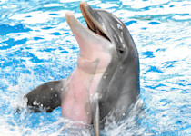 A bottlenose dolphin half out of the water flips its flippers. 