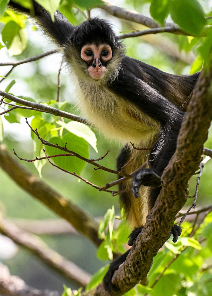 Spider Monkey
