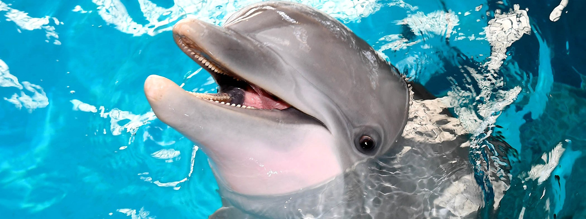 A photograph of a dolphin at Brookfield Zoo Chicago