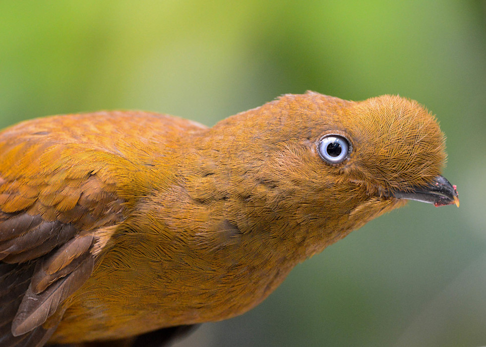 An orange-tinted Andean Cock-of-the-rock stares ahead with its blue eyes.