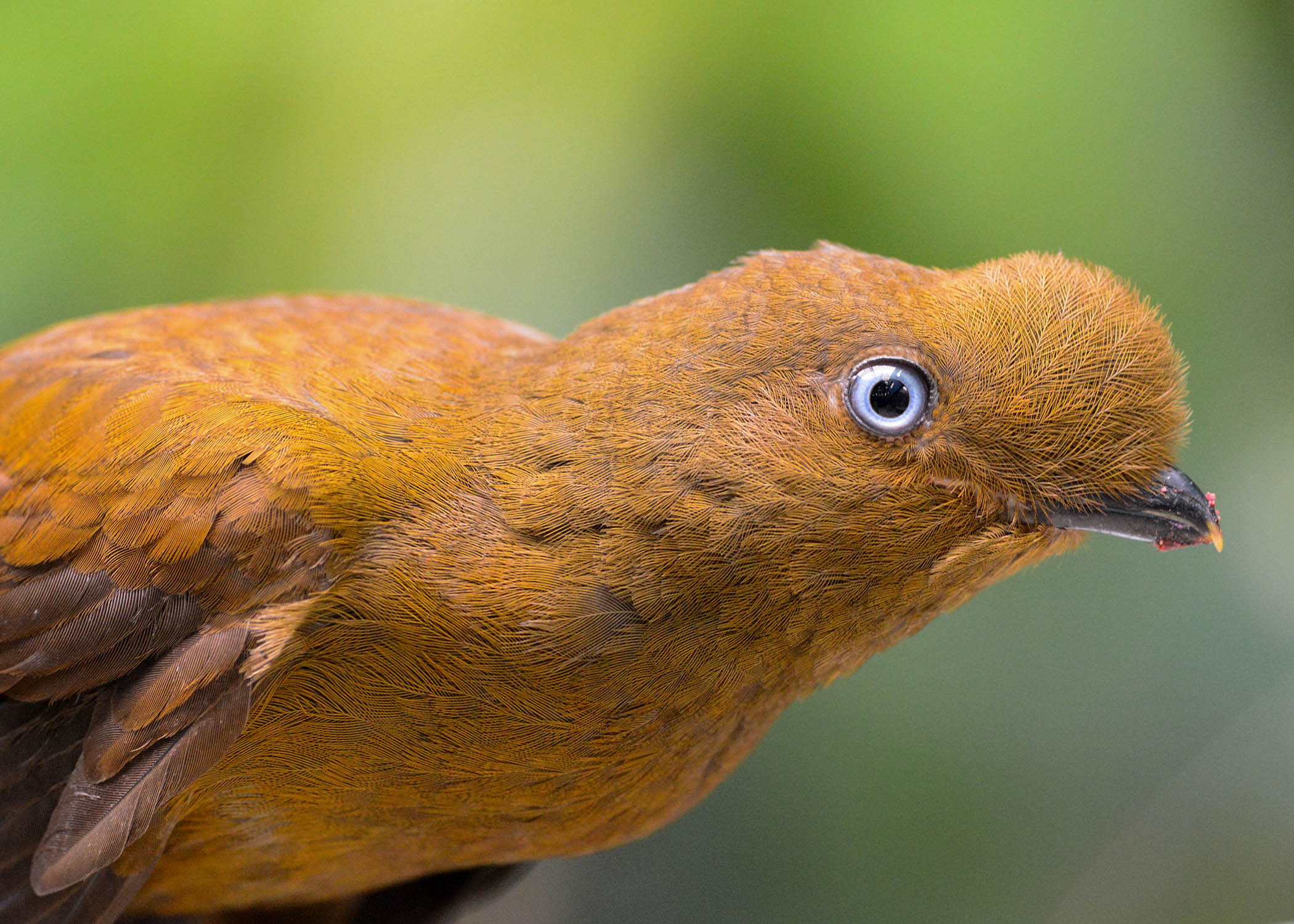 An orange-tinted Andean Cock-of-the-rock stares ahead with its blue eyes.