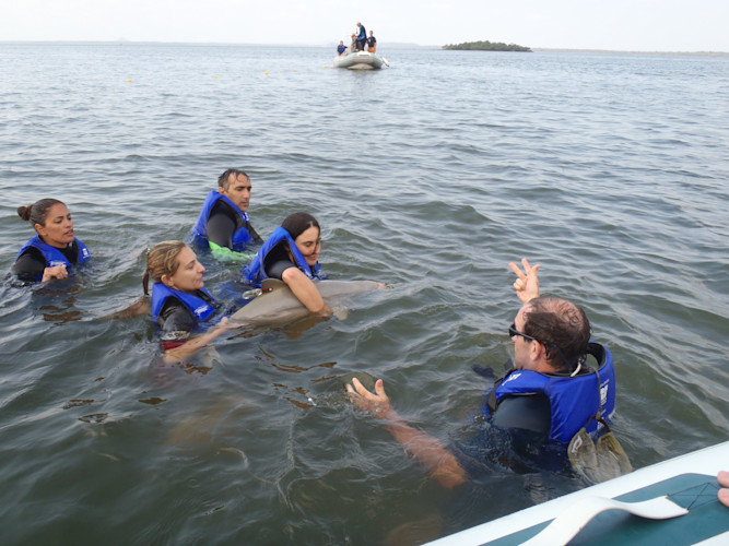 A group of scientists in the water hold a franciscana dolphin for tagging