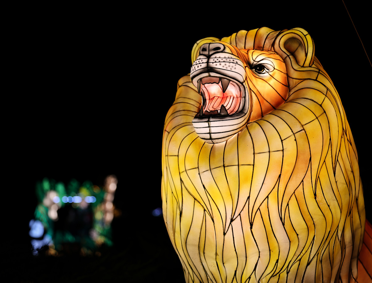 an image of a lion lantern 
