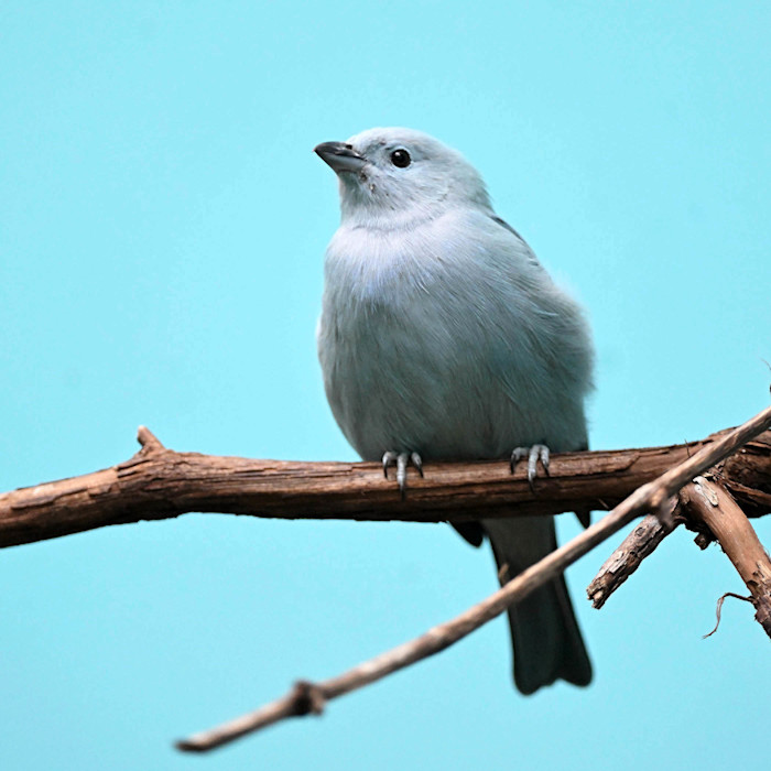 A blue-grey tanager sits on a branch, it's feathers blending in with the blue sky behind it.