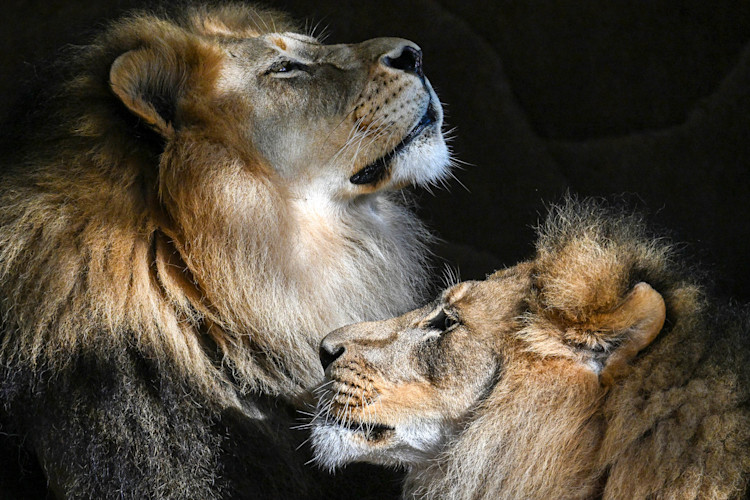 Two lions sitting in the sun with their heads facing in opposite directions 