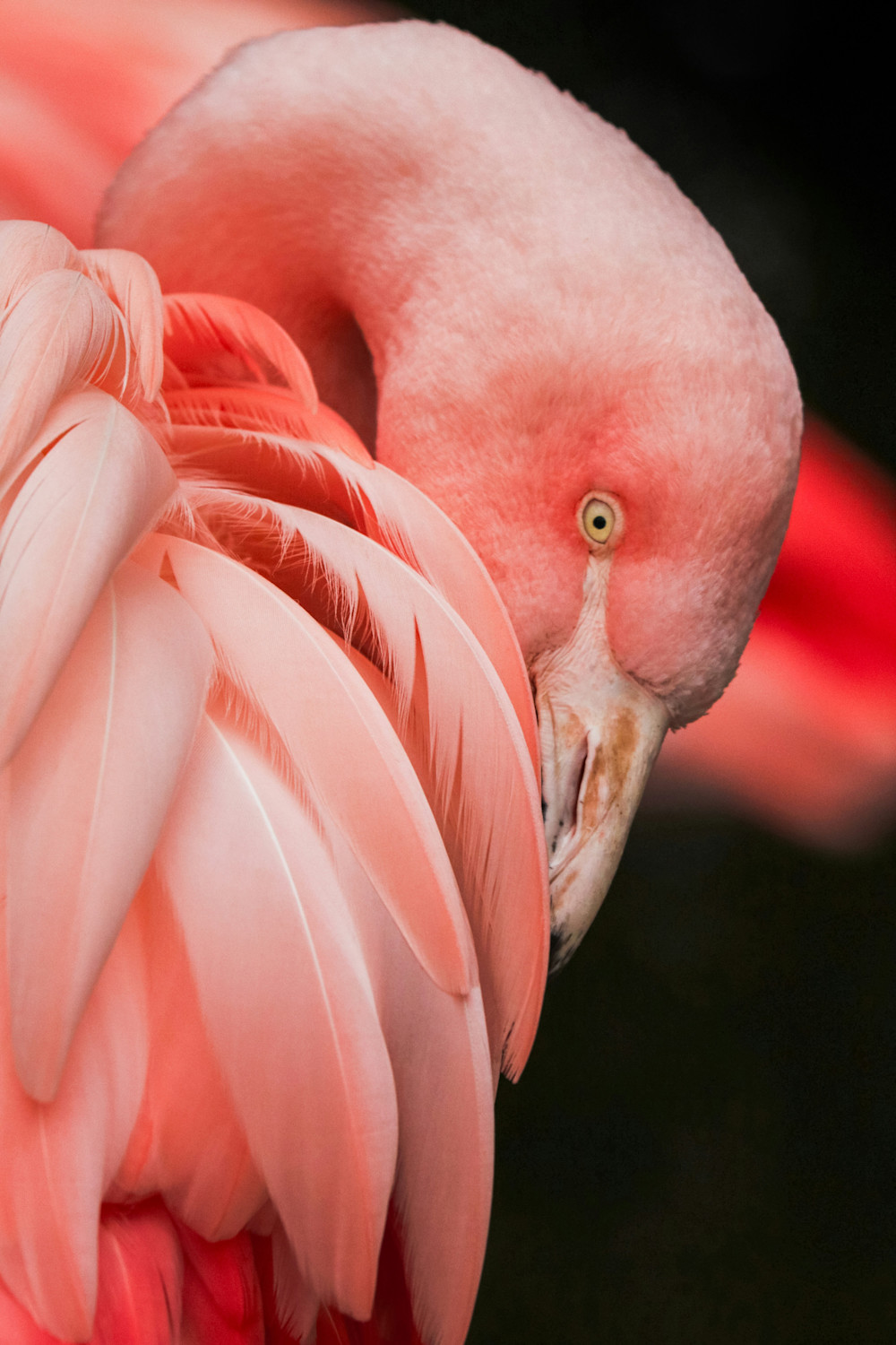 Flamingo at Brookfield Zoo Chicago