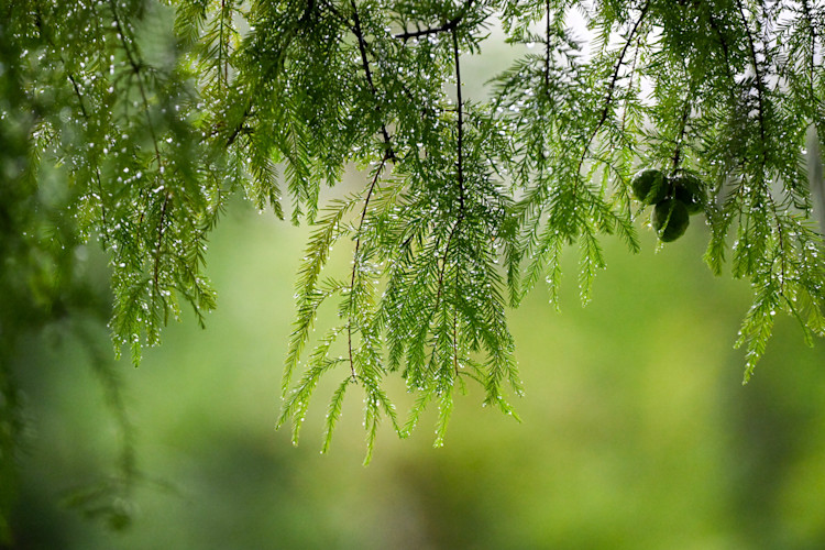 Tree branches covered in rain drops