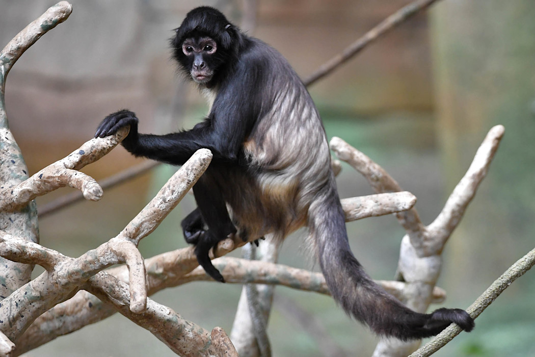 A small Black-handed spider monkey perches in a tree showing its black arms, legs, and tail.