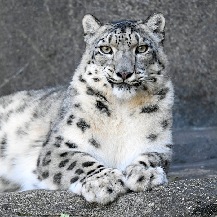 A snow leopard looks straight ahead, showing off its eyes and spotted face. 