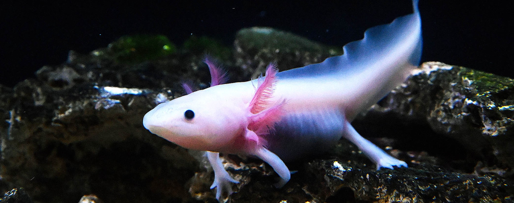 Axolotl