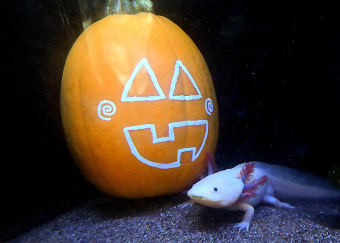 An axolotl swims next to a pumpkin painted with a face