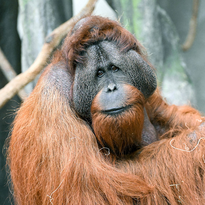 A Bornean orangutan sits on a branch, showing its wide face and small eyes.