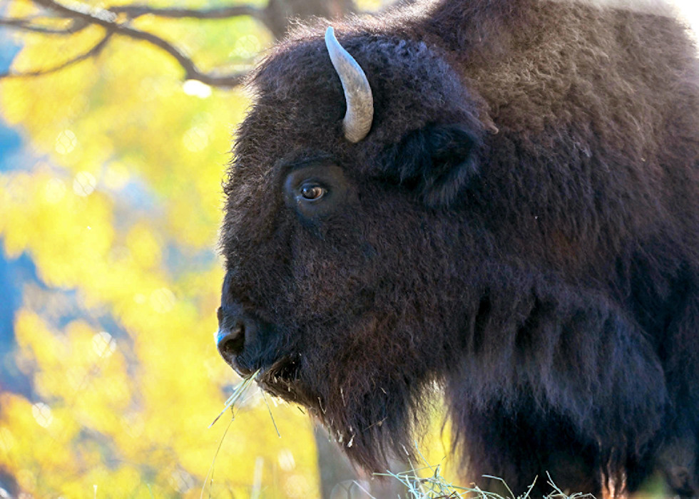 Bison