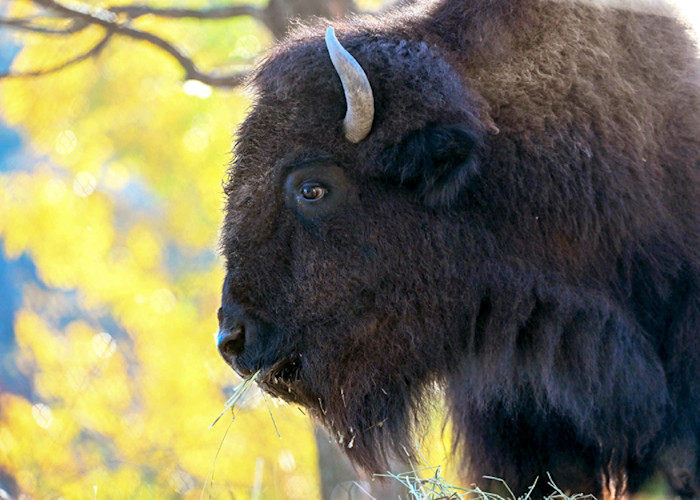 Bison