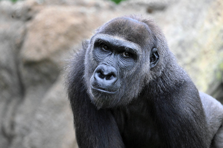 A female gorilla explores her outdoor habitat.