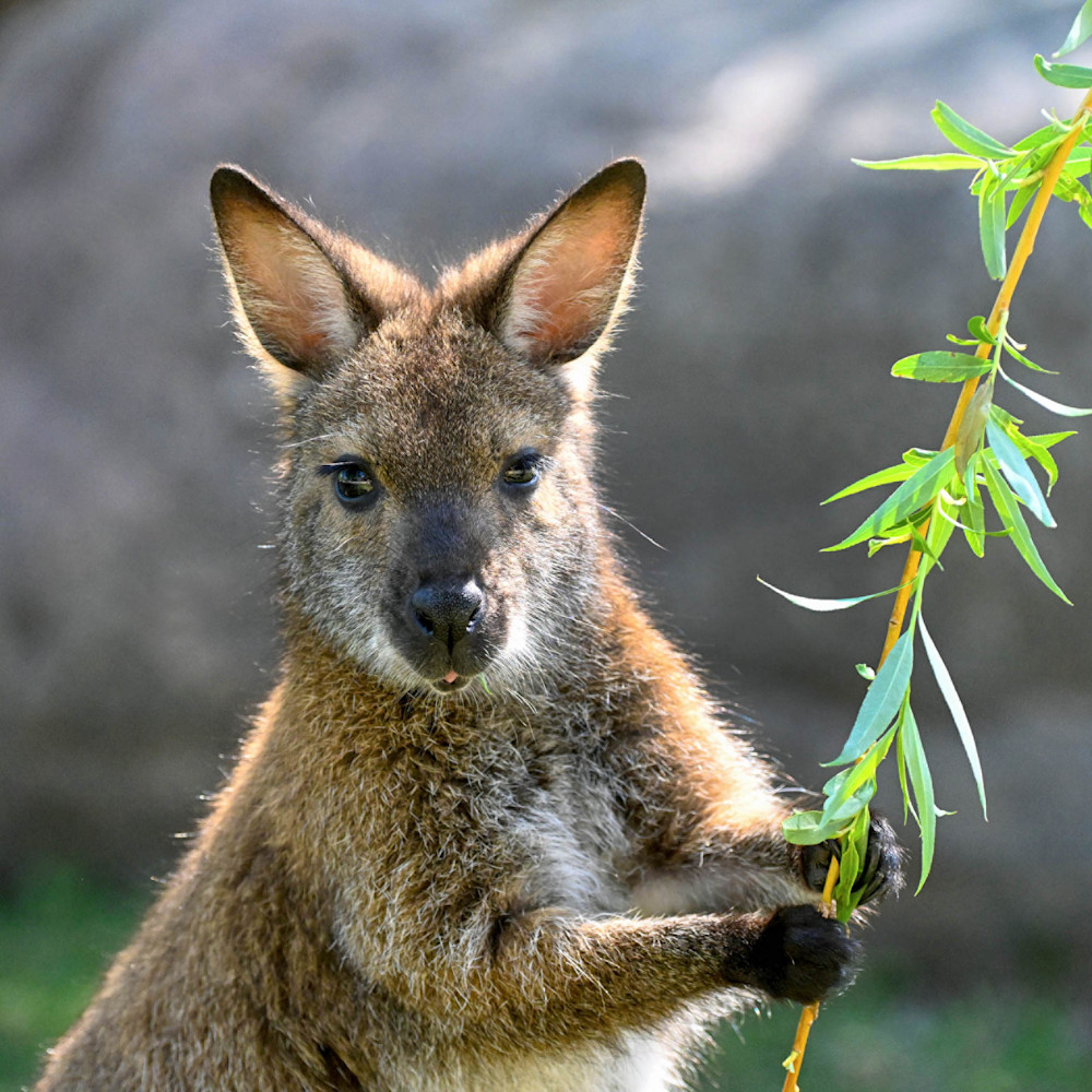 A wallaby stands on its hind legs, holding a leafy branch.