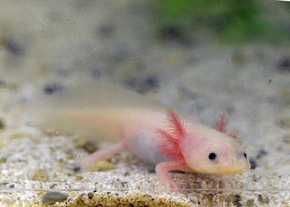 A pale pink axolotl with feathery external gills swims over a sandy floor. 
