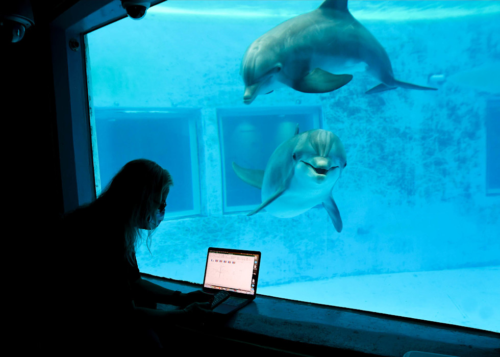A photo of a researcher using a laptop while observing dolphins during the cetacean welfare study.