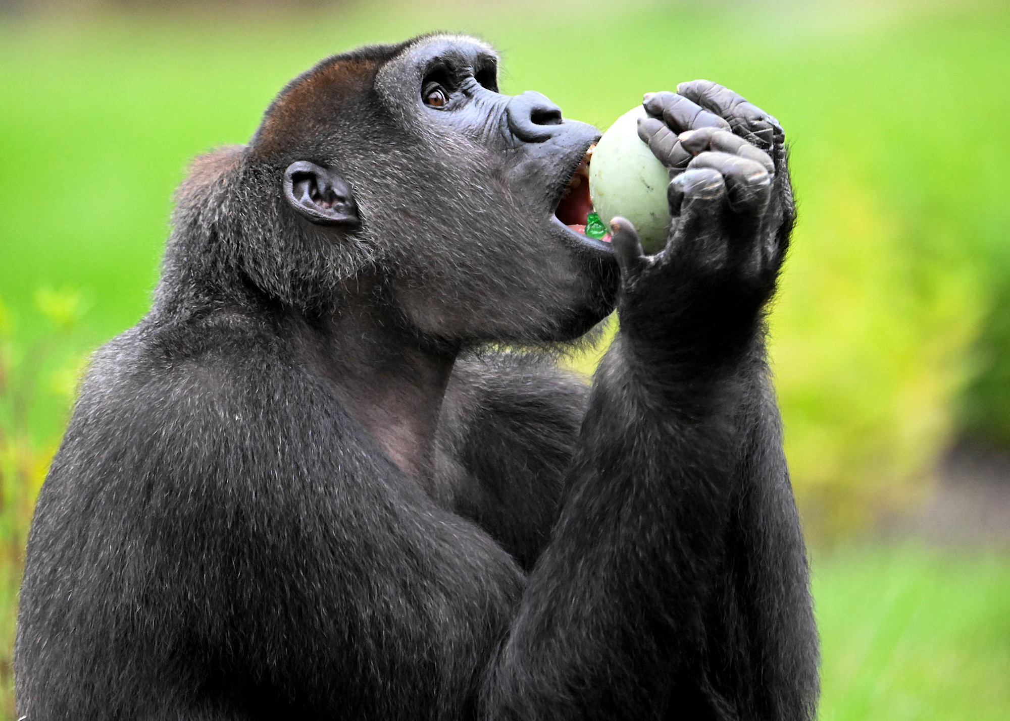A western lowland gorilla eats a round fruit.