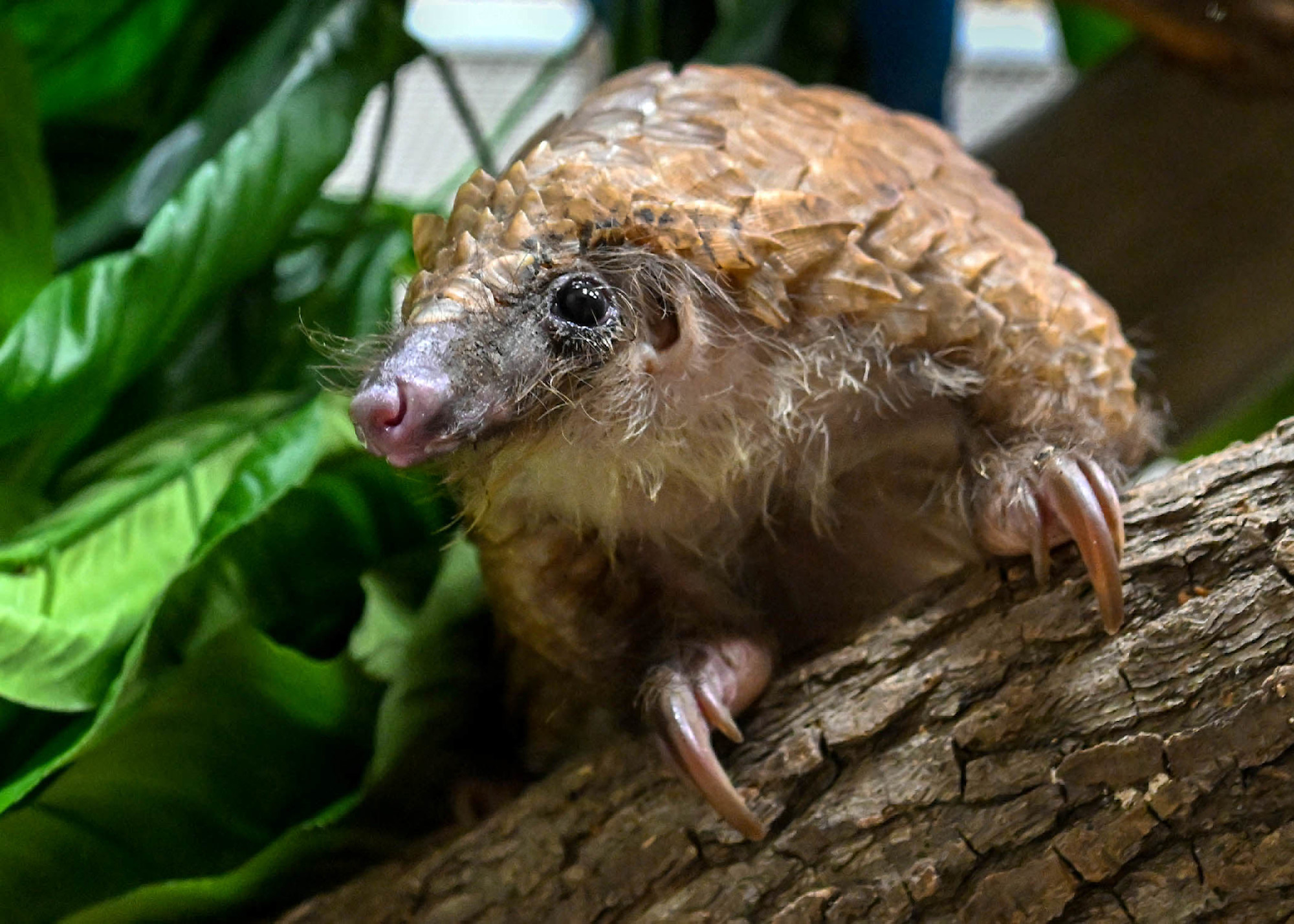 A white-bellied pangolin climbing a tree branch, displaying its overlapping brown scales and long claws. 